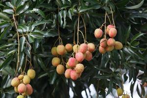 Lychee fruit on tree photo