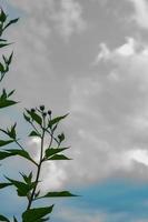 blue sky and green leaves photo