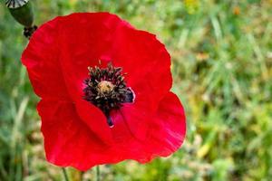 red poppy in the field photo