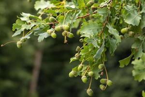 bellotas en un roble en verano foto