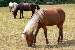 two horses grazing in a meadow photo