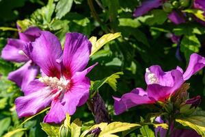 Mauve shrub with purple flowers photo