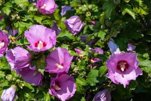 Mauve shrub with purple flowers photo