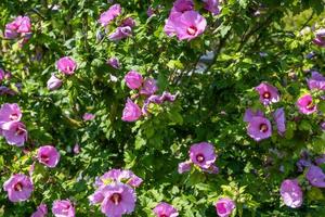 Mauve shrub with purple flowers photo