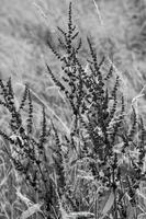 close up of fern photo