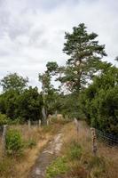 path in the meadow with trees photo