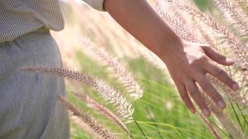 Slow motion of woman hand touching organic wheat flower in countryside or farm background, spring summer and travel concept video