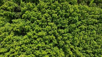 Aerial view of tropical trees in the rainy season in rural northern Thailand. Drone flying over the forest. Natural background from a drone.