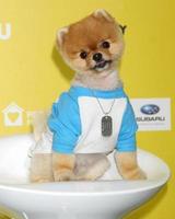 LOS ANGELES, JAN 10 - Jiff the Dog at the CW Network presents World Dog Awards at a Barker Hanger on January 10, 2015 in Santa Monica, CA photo