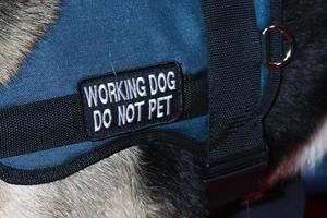 LOS ANGELES, JAN 7 - Working Dog Do not Pet attends the NBCUniversal 2013 TCA Winter Press Tour at Langham Huntington Hotel on January 7, 2013 in Pasadena, CA photo