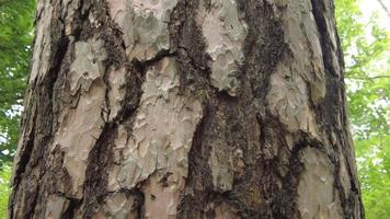 Tree bark taken in summer video