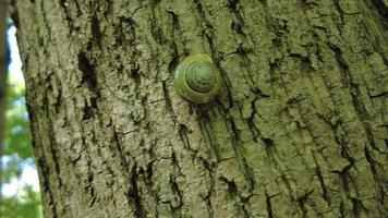 caracol pequeño en una corteza de arce video