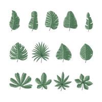 conjunto de hojas tropicales dibujadas a mano vector