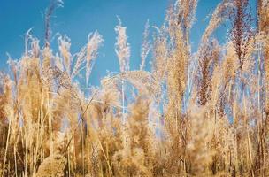 Plants Blowing in Wind photo