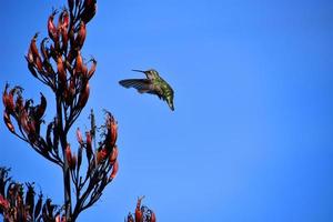 Hummingbird in Flight photo