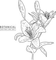 Botanical vector line art, hand drawn flower  illustration 02