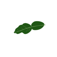 feuilles de lime kaffir png