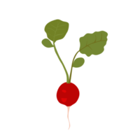 red beetroot on transparent background png