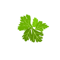 groene koriander op transparante achtergrond png