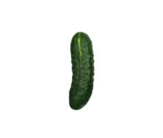 pepino fresco verde com espinhas em um fundo transparente png