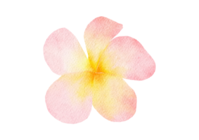 aquarel plumeria bloem png