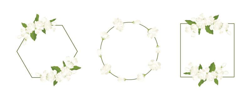 Jasmine Flower Vector Art, Icons, and Graphics for Free Download