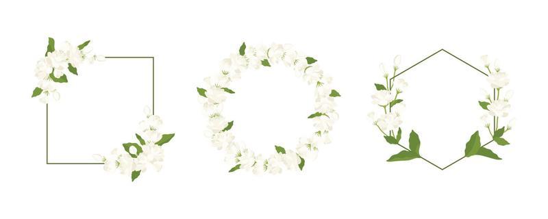 Jasmine Flower Vector Art, Icons, and Graphics for Free Download