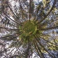 Little planet transformation of spherical panorama 360 degrees. Spherical abstract aerial view in forest. Curvature of space. photo