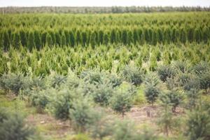 rows of young conifers in greenhouse with a lot of plants on plantation photo