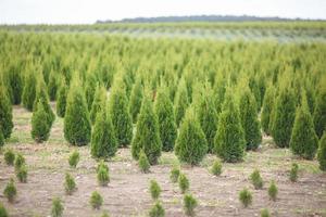 hileras de coníferas jóvenes en invernadero con muchas plantas en plantación foto