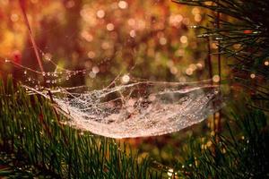 telaraña de oro borrosa con gota de agua en el fondo de la mañana de otoño con destellos de luz solar foto