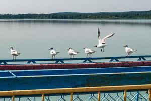 seagulls are sitting on pier on shore of large lake photo