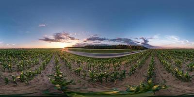 full seamless spherical hdri panorama 360 degrees angle view near asphalt road among cornfield in summer evening sunset in equirectangular projection, ready VR AR virtual reality content photo