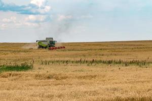 la cosechadora pesada moderna elimina el pan de trigo maduro en el campo. trabajo agrícola estacional