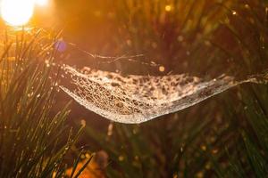 Blurred gold spider web with water drop on autumn morning background with sun light flare photo