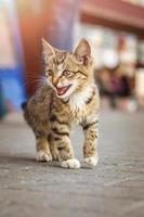 lindo gatito a rayas marrones sin hogar asustado sentado en la acera en la gran ciudad. fondo de multitud de bokeh foto