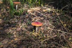 Amanita muscari. Toxic and hallucinogen beautiful red-headed mushroom Fly Agaric in grass on autumn forest background. source of the psycho-active drug Muscarine photo