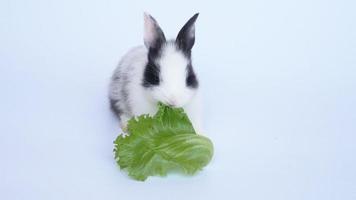 Baby rabbit eating vegetable video