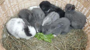 Lovely twenty days baby rabbit eating vegetable in a hay nest video