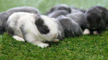 onze jours adorables bébés lapins sur gazon vert artificiel video