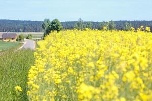 Field of beautiful springtime golden flower of rapeseed closeup on blurred background, canola colza in Latin Brassica napus with rural road and beautiful cloud,  rapeseed is plant for green industry photo