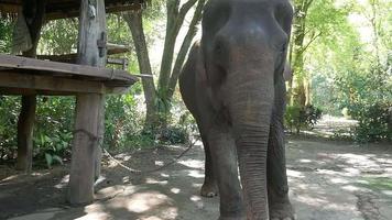 stor härlig elefant i lokala byn thailand - vilda djur lever med människor koncept video