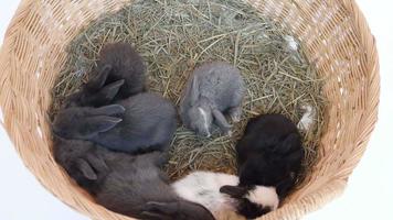 mama en baby konijn in een rotan mand video