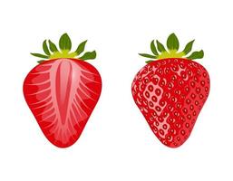 Red ripe berries and half strawberries isolated on white background. Sweet food. Vector illustration.