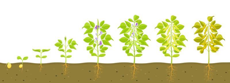 Soybean Growth Vector Art, Icons, and Graphics for Free Download