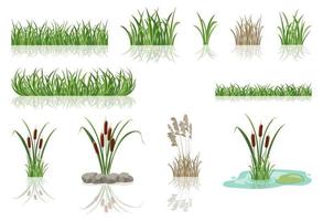 cañas de pantano en la hierba. ilustración vectorial de matorrales lacustres. vector