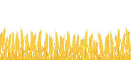 Background of field with wheat. Border with yellow spikes. vector