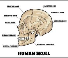 ilustración de diagrama de anatomía de huesos de cráneo humano vector