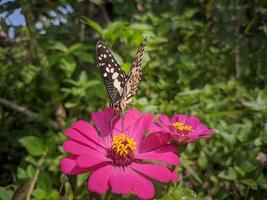 500px Beautiful Scenery Photo Animal Butterfly Perching On Red Flower