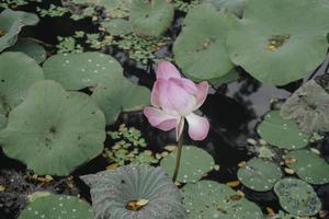 A beautiful pink lotus flower blooming in the pond photo